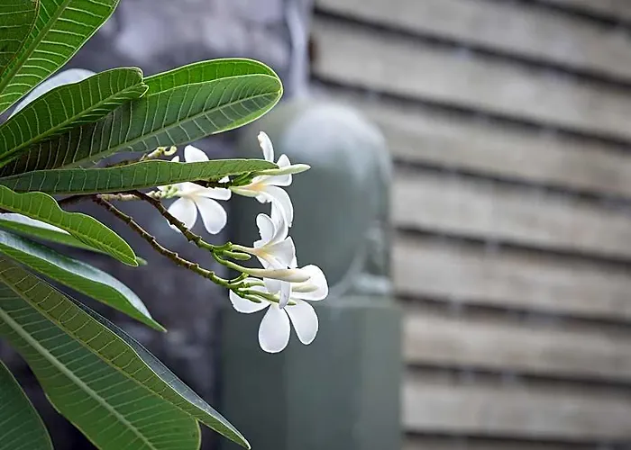 Palmery Boutique And 4* Siem Reap